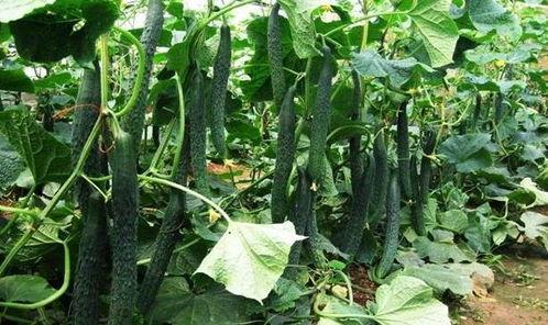 最美的吃瓜季节,尽享美味——最美吃瓜季节盛启 第1张 最美的吃瓜季节,尽享美味——最美吃瓜季节盛启 第1张